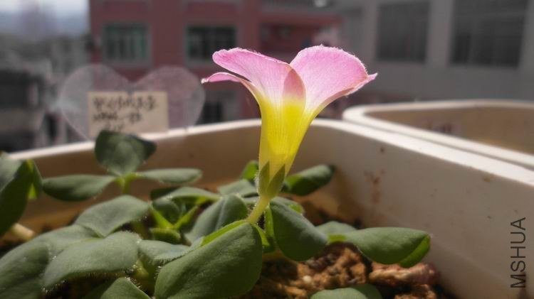 ������С SAM_0614.JPG