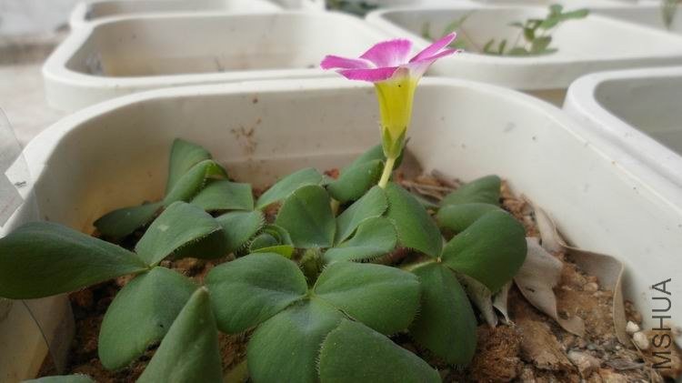 ������С SAM_0549.JPG