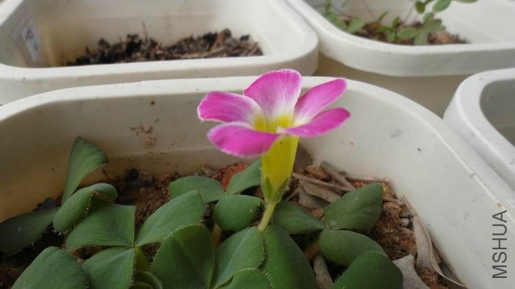 ������С SAM_0550.JPG