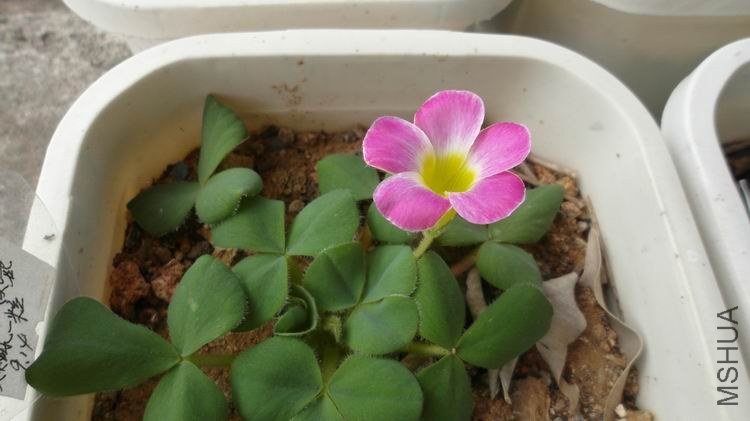 ������С SAM_0552.JPG