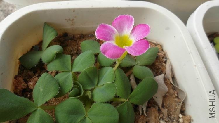 ������С SAM_0553.JPG