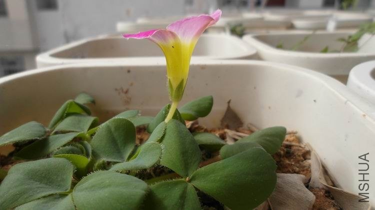 ������С SAM_0556.JPG