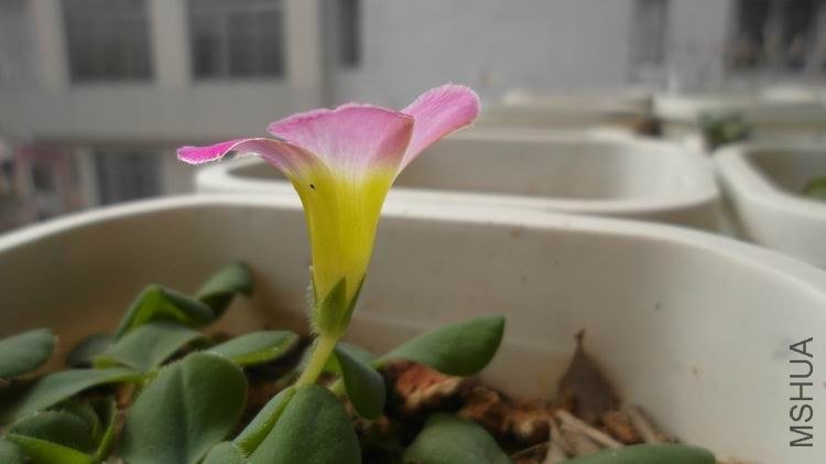 ������С SAM_0557.JPG