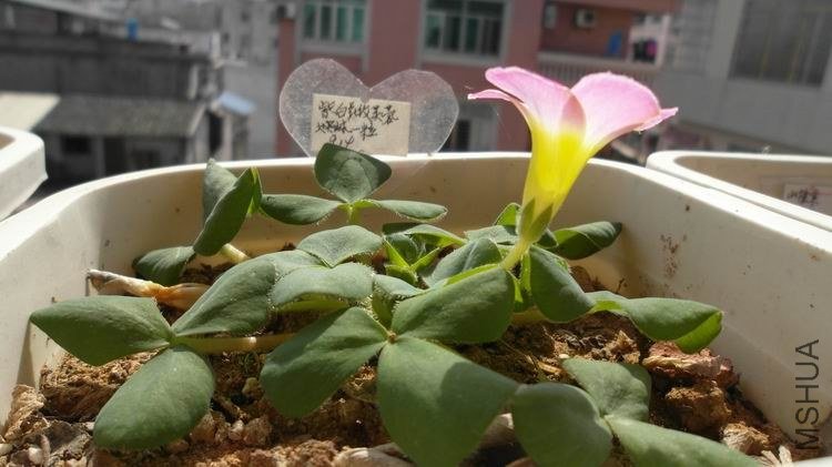 ������С SAM_0613.JPG