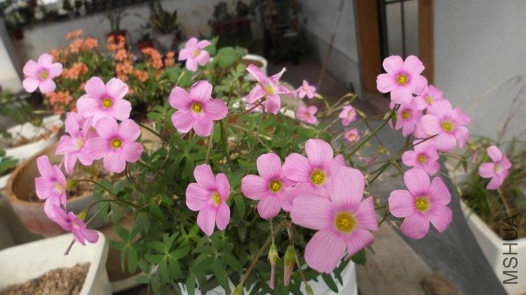 ������С SAM_0598.JPG