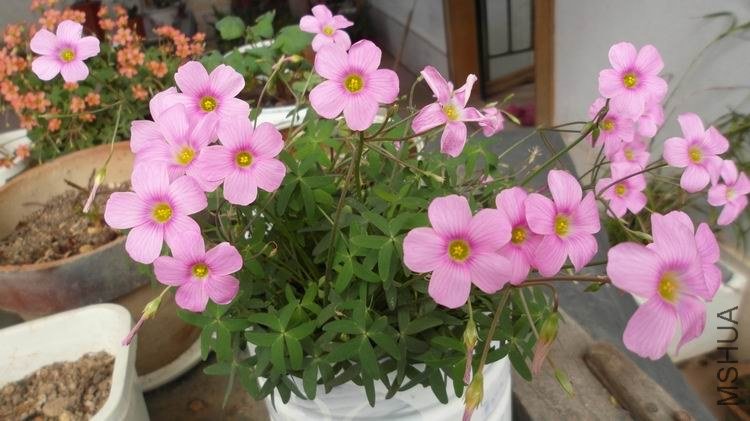 ������С SAM_0567.JPG