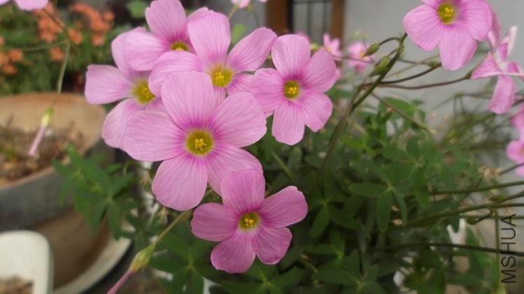 ������С SAM_0570.JPG