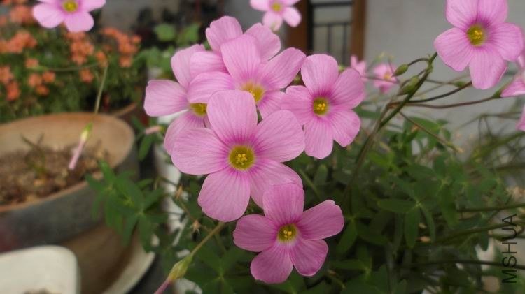 ������С SAM_0571.JPG