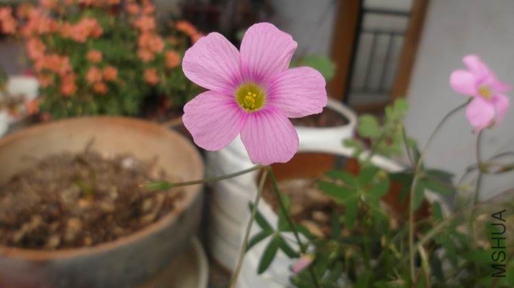 ������С SAM_0572.JPG