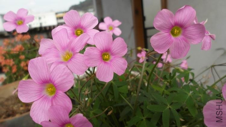 ������С SAM_0577.JPG