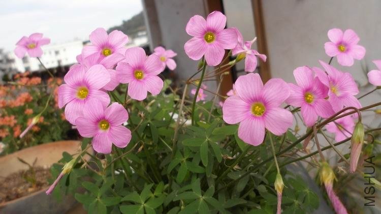 ������С SAM_0578.JPG