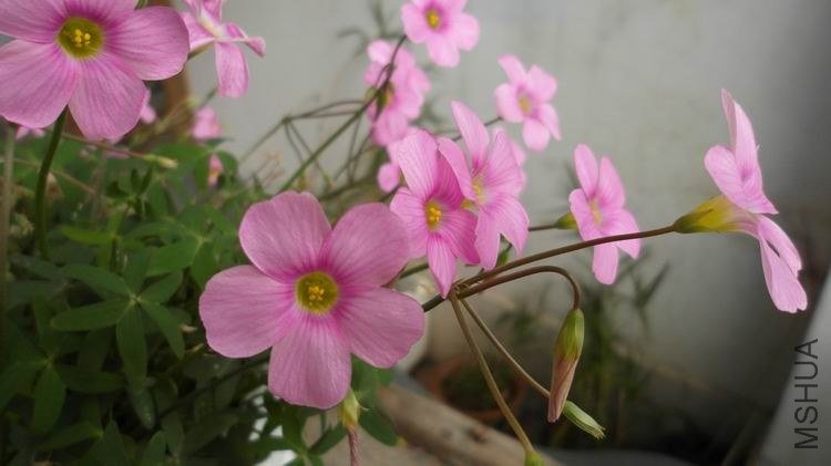 ������С SAM_0579.JPG