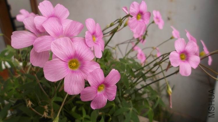 ������С SAM_0580.JPG