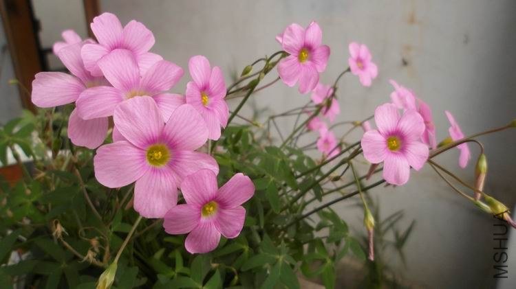 ������С SAM_0581.JPG