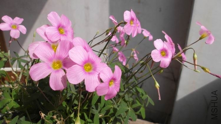 ������С SAM_0591.JPG