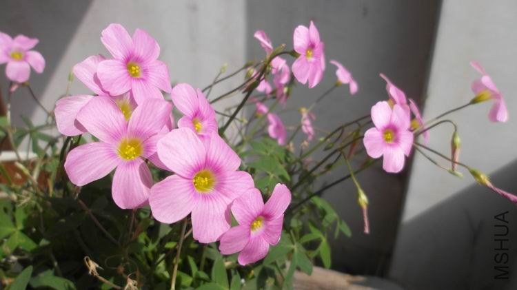 ������С SAM_0592.JPG