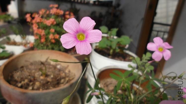 ������С SAM_0594.JPG