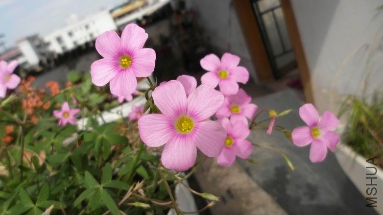 ������С SAM_0596.JPG