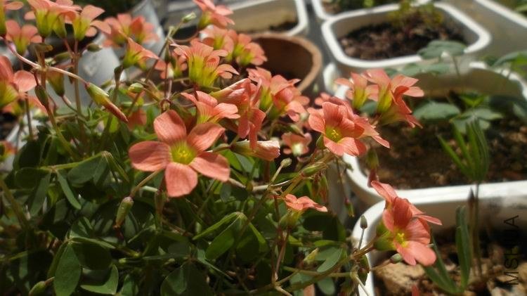 ������С SAM_0630.JPG