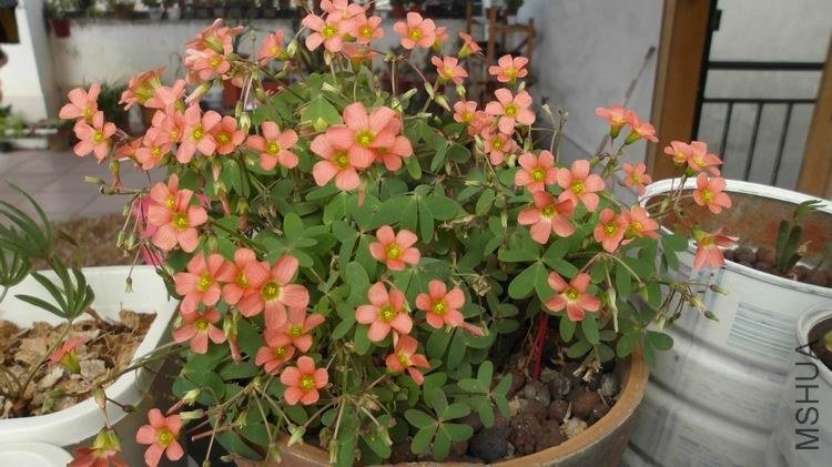 ������С SAM_0573.JPG