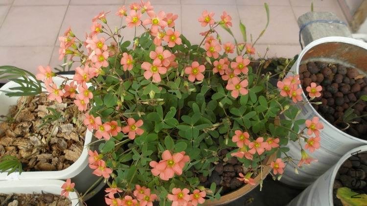 ������С SAM_0574.JPG