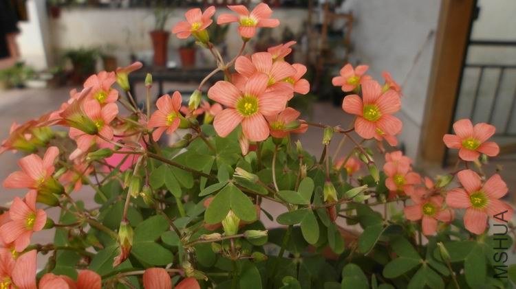 ������С SAM_0576.JPG