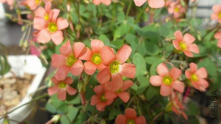 ������С SAM_0603.JPG