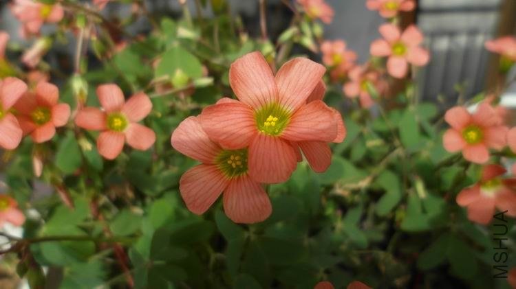 ������С SAM_0604.JPG