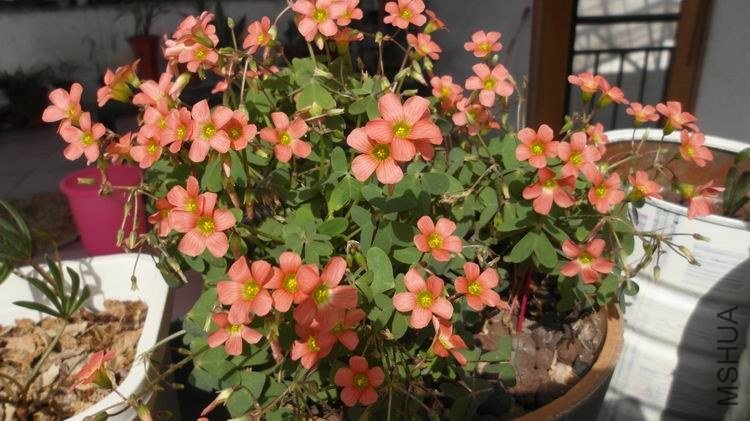 ������С SAM_0606.JPG