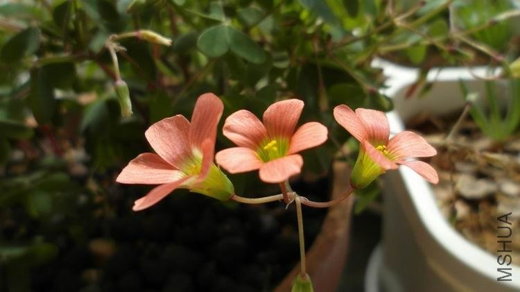 ������С SAM_0627.JPG