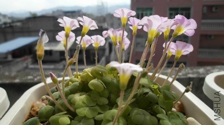 ������С SAM_0622.JPG