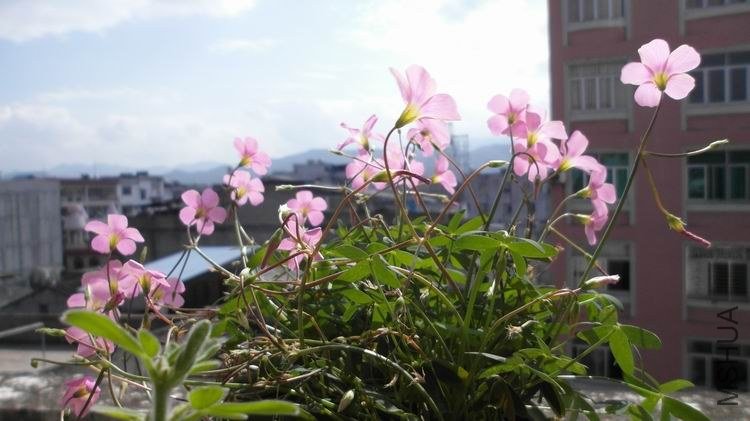 ������С SAM_0621.JPG