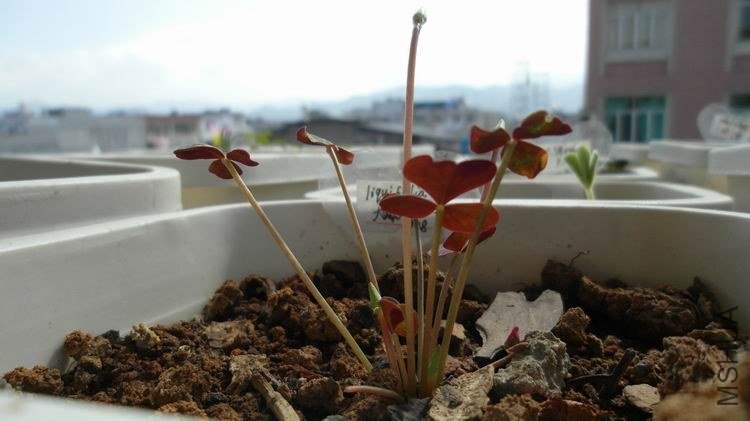 liquifolia��Ҷ����Ư��