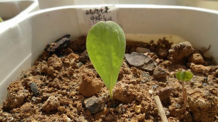 �׻���ë�˵�Ҷ�Ӻ�Q