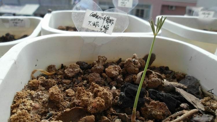 ������С SAM_0618.JPG