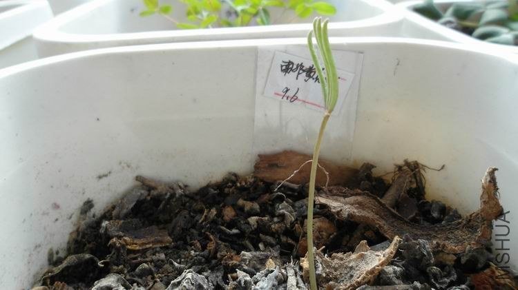 ������С SAM_0619.JPG