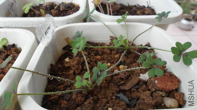 ���ص�Ҷ�Ӹо�����������������ɵ�