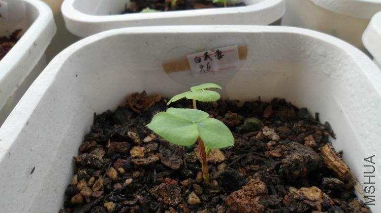 ��ܽ�زų�����ƬҶ��