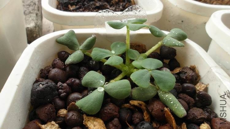 ����ɫܽ�ص�Ҷ�Ӻú�ʵ