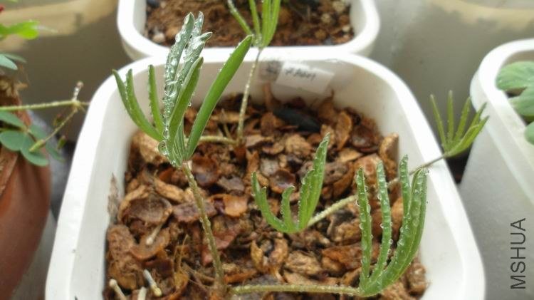 �ơ�ɫ��Ҷ��Ҷ�ӳ���������צ