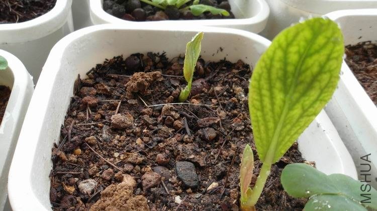 ��ë��Ҷ��Խ��Խ����