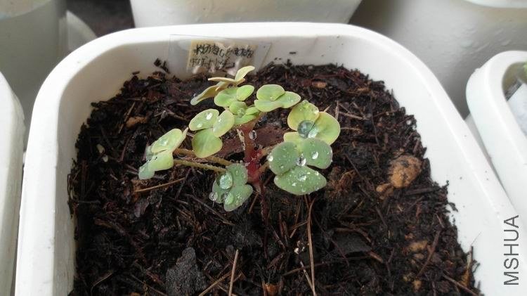 ����͹����Բ�ཱུ�