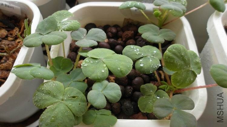 ������С SAM_0458.JPG