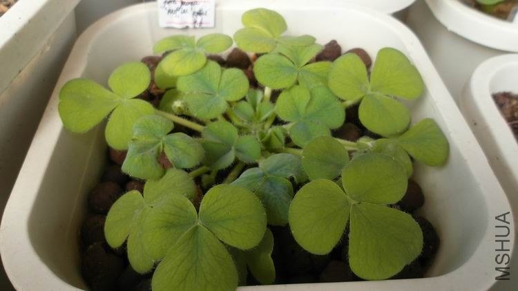 ������С SAM_0588.JPG