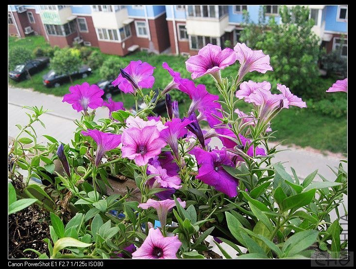 ������ɫ�� �����Ƶ�