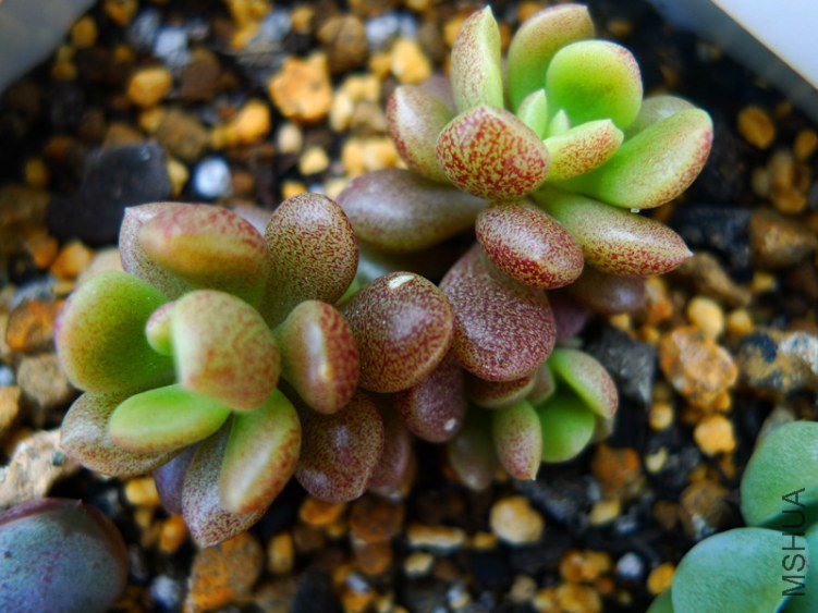 P1000816_����.jpg