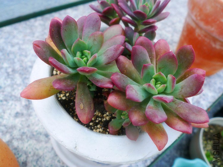 P1000829_����.jpg