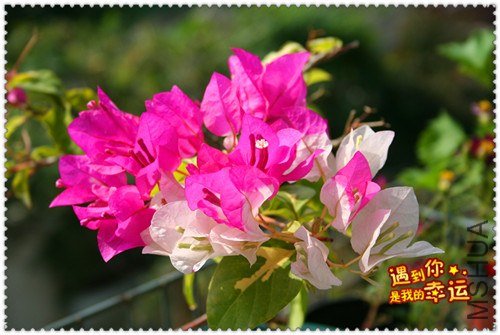 ��Ƭ 036_����.jpg