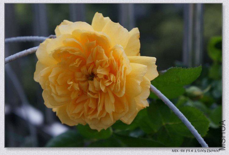 nEO_IMG_DSC00588.jpg