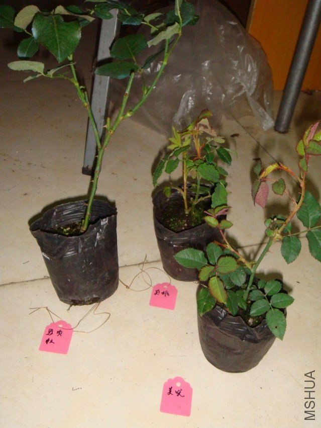 DSC01487.JPG
